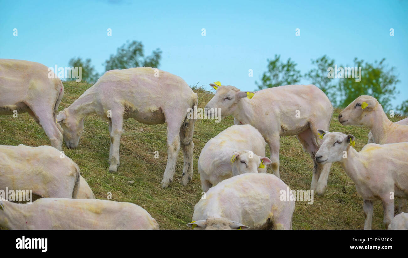 Il bianco pecore con non più le lane su di essi con il tag giallo sulle orecchie a piedi su per la collina di fattoria Foto Stock