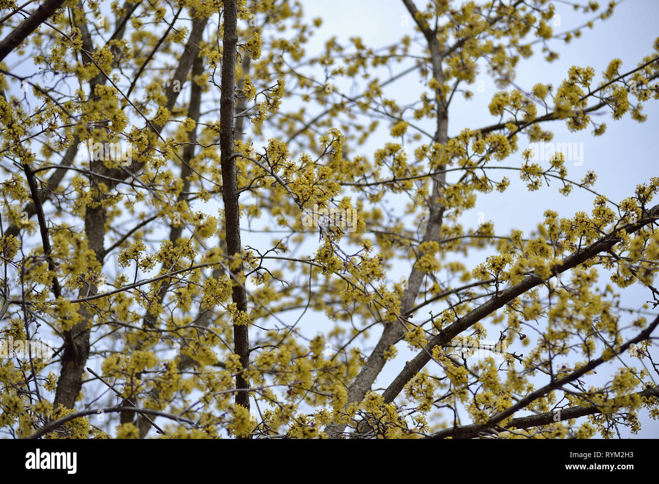 Fiori di corniolo, Cornus mas Foto Stock