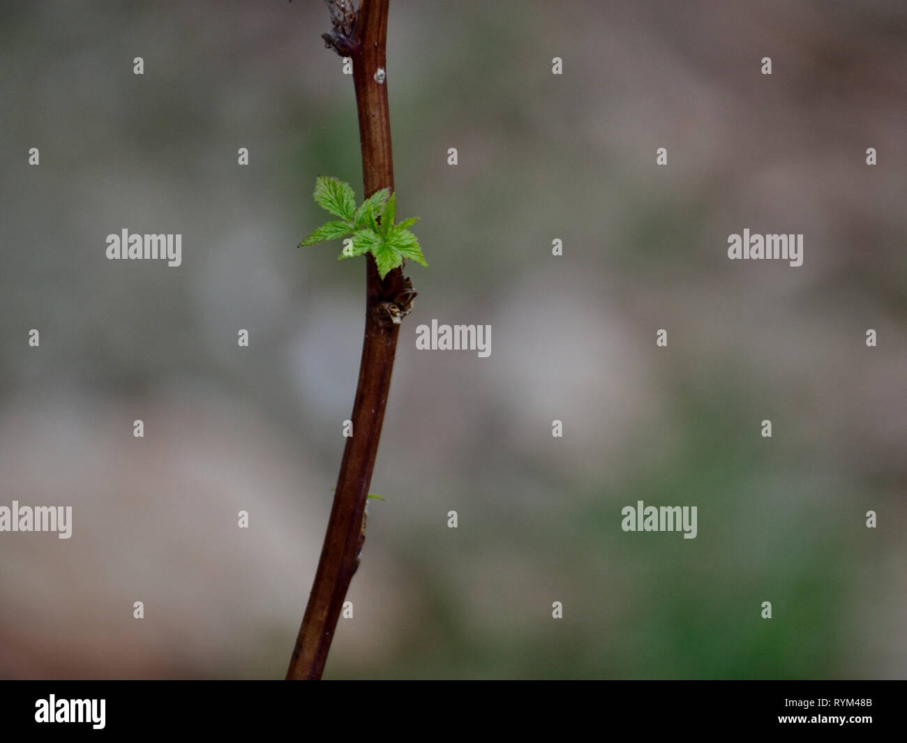 Foglie piccole su un ramo di lampone Foto Stock