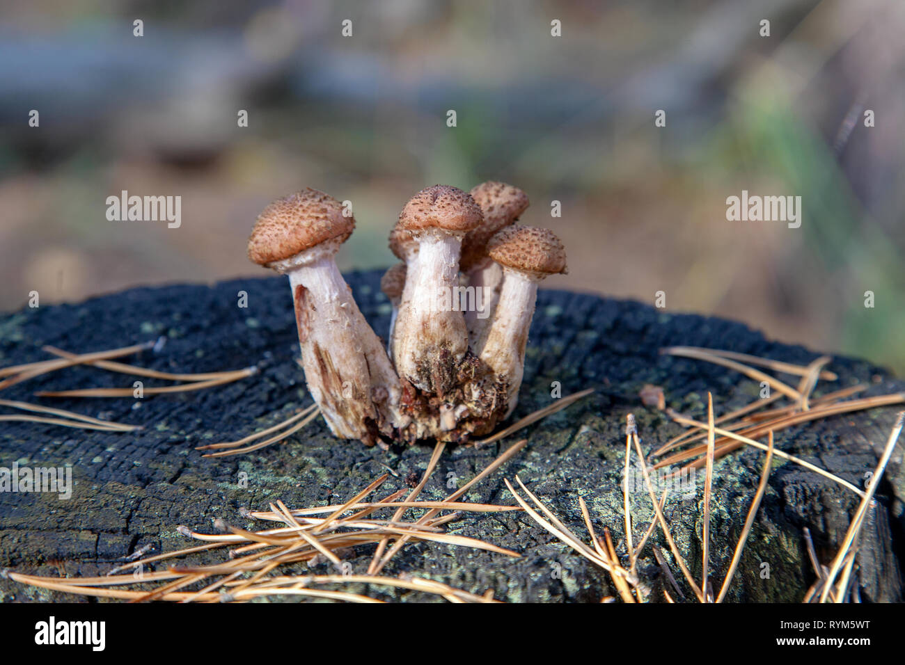 Raccolta dei funghi commestibili miele agarics noto come Armillaria mellea su un ceppo di legno in un autunno la foresta di conifere Foto Stock