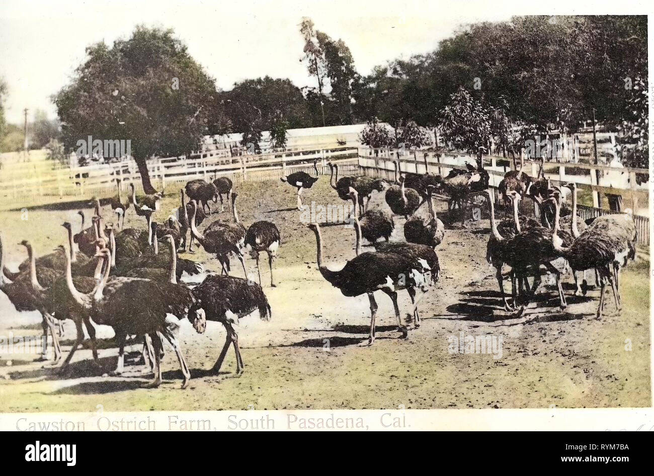 Agricoltura in California, allevamento di struzzo negli Stati Uniti, la storia di Pasadena, California, 1903, S. Pasadena, Cawston Fattoria Di Struzzo Foto Stock