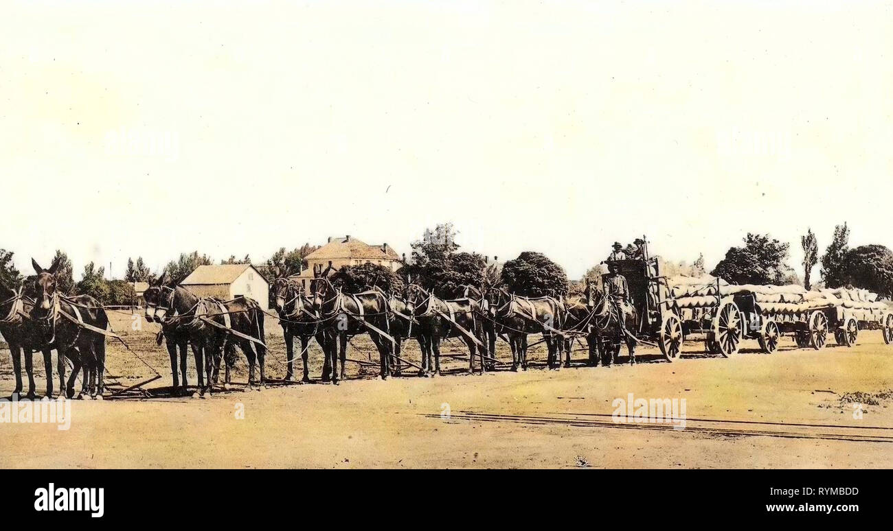 Agricoltura in California, cavalli degli Stati Uniti, Kings County, California 1905, alaggio frumento dal Tulare paese sul lago Foto Stock