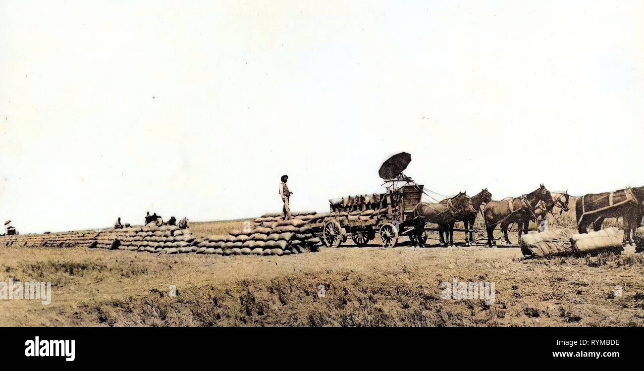 Agricoltura in California, cavalli degli Stati Uniti, Kings County, California 1905, tipico campo di grano dopo la mietitura, il Tulare Lago Foto Stock