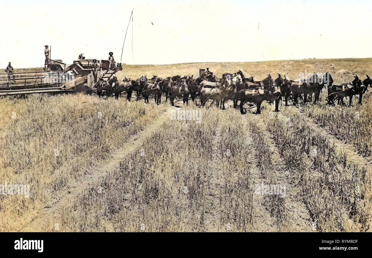Cavalli degli Stati Uniti, dell'agricoltura in California, Kings County, California, 1905, la raccolta di frumento nei pressi di Tulare Lago Foto Stock