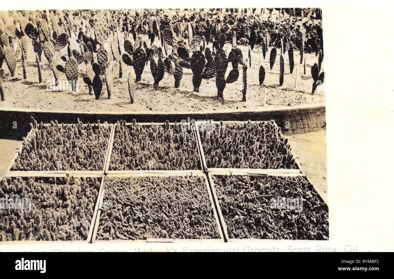 Cactaceae in California, agricoltura in California, 1905 a Sebastopol, 1905, California, Gold Ridge Farm (Luther Burbank), Santa Rosa, materiali di moltiplicazione spinate Cactus, Burbanks Exp. Motivi", Stati Uniti d'America Foto Stock
