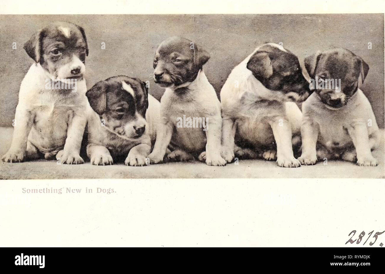 I cuccioli, 1906 qualcosa di nuovo nei cani Foto Stock