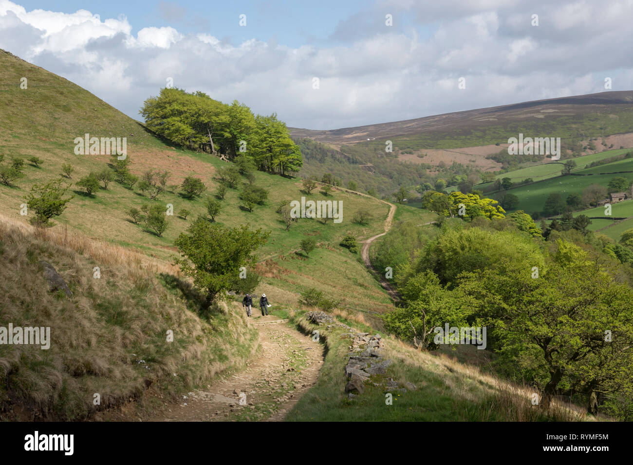 Giovane a piedi su un percorso nelle colline vicino a Hayfield nel parco nazionale di Peak District, Derbyshire, in Inghilterra. Foto Stock