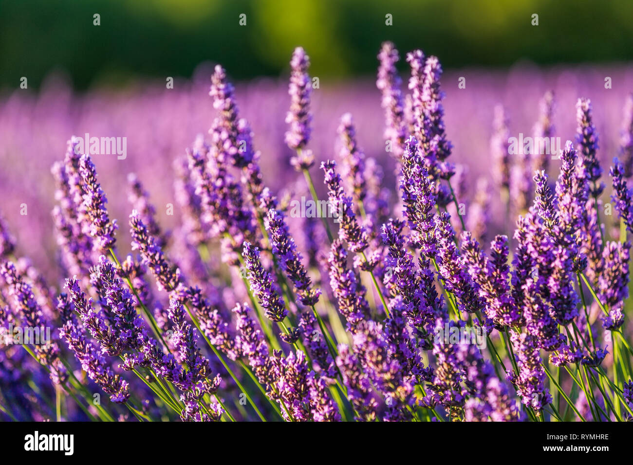 Provenza, Francce. Campo di lavanda in estate panorama al tramonto vicino Valensole Foto Stock