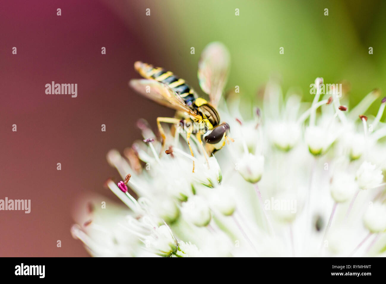 Hoverfly - Syryphus Ribesi Foto Stock