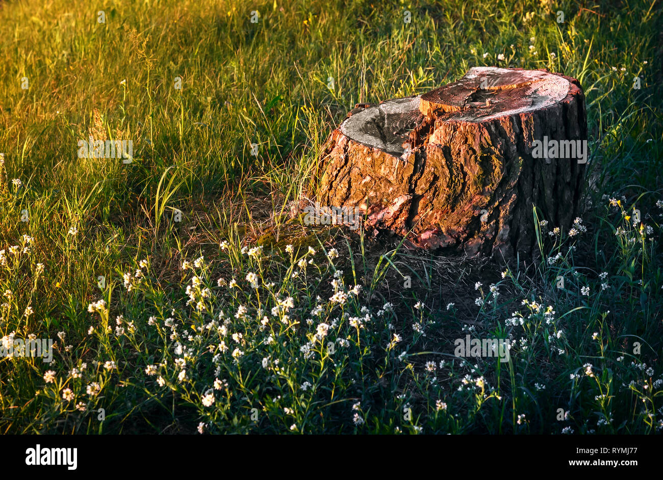 Vecchio ceppo di segato un tronco di albero. Foto Stock
