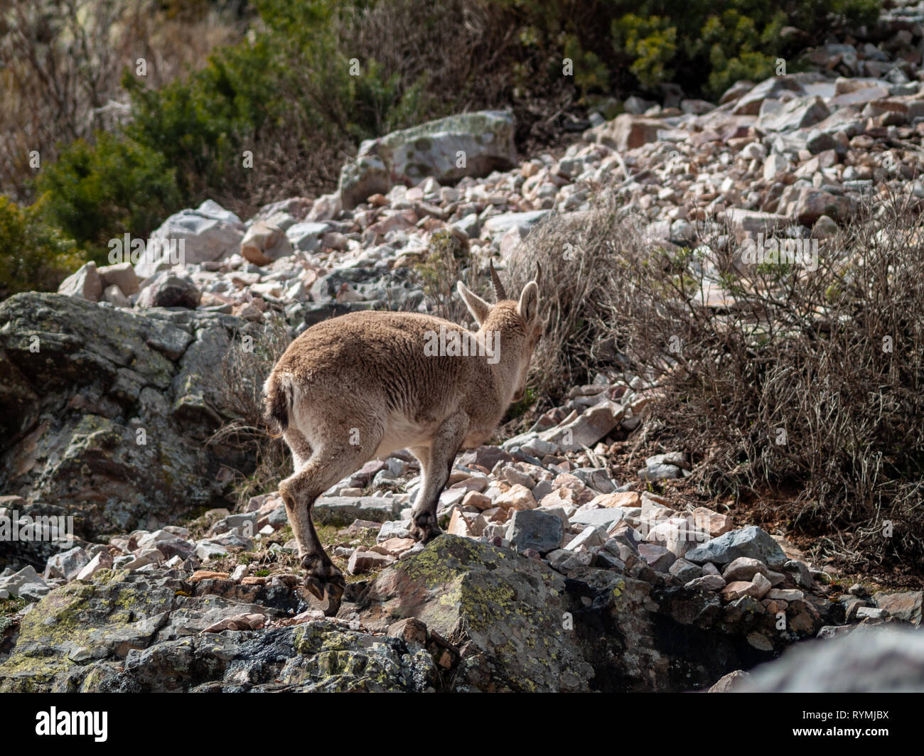 Iberian wild (Capra pyrenaica) di pascoli e di arrampicata in montagna in Salamanca, Spagna Foto Stock