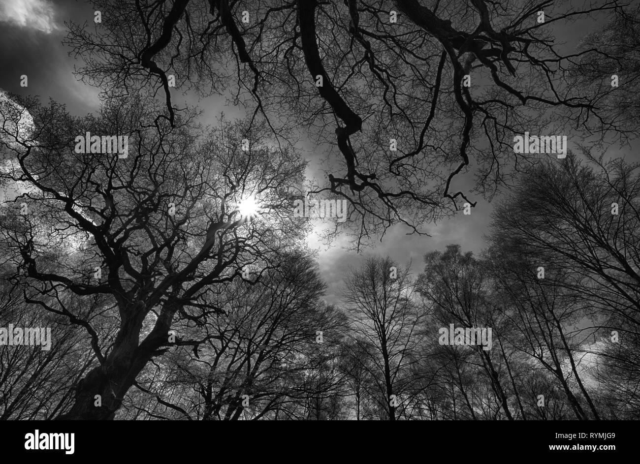 Foresta Sababurg Urwald, Hofgeismar, Weser Uplands, Weserbergland, Hesse, Germania Foto Stock