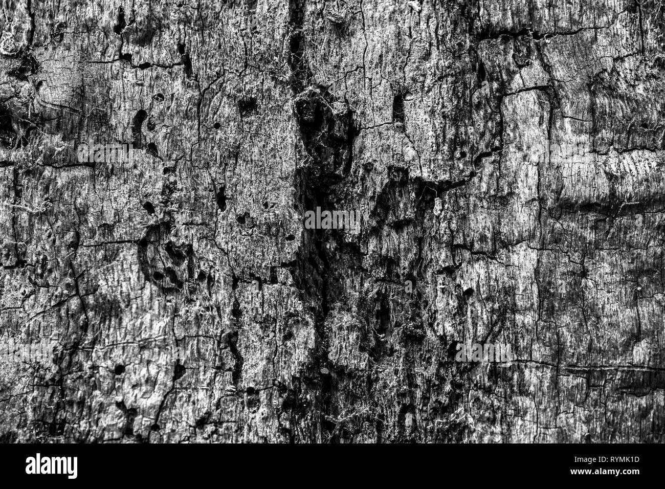 Strutture di corteccia, foresta Sababurg Urwald, Weser Uplands, Weserbergland, Hesse, Germania Foto Stock