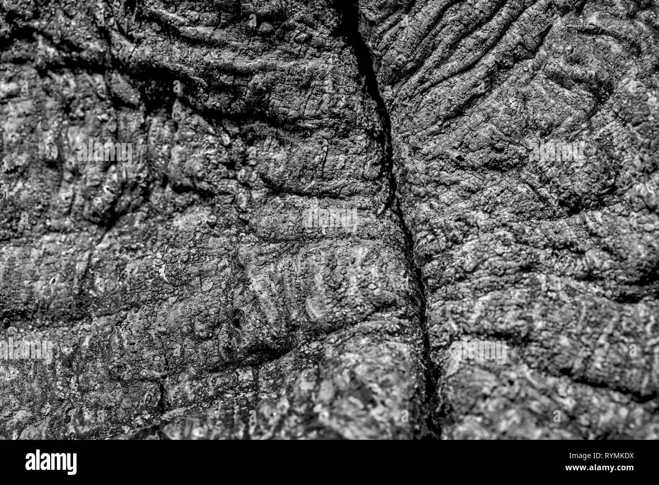 Strutture di corteccia, foresta Sababurg Urwald, Weser Uplands, Weserbergland, Hesse, Germania Foto Stock