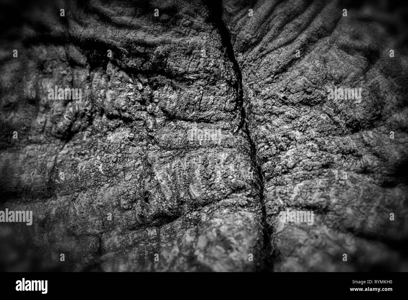 Strutture di corteccia, foresta Sababurg Urwald, Weser Uplands, Weserbergland, Hesse, Germania Foto Stock
