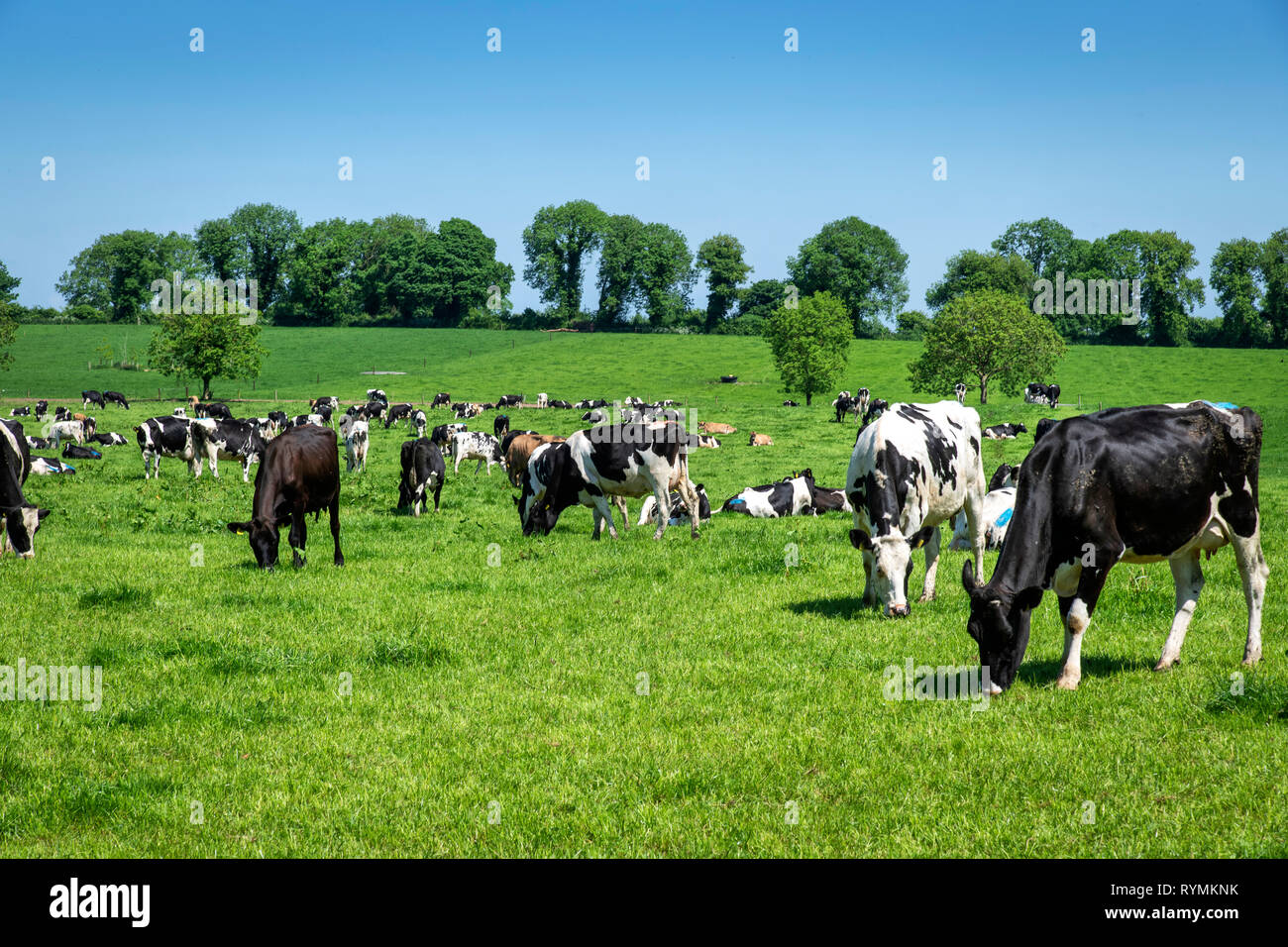 Bovini da latte in una verdeggiante campo in primavera. Foto Stock