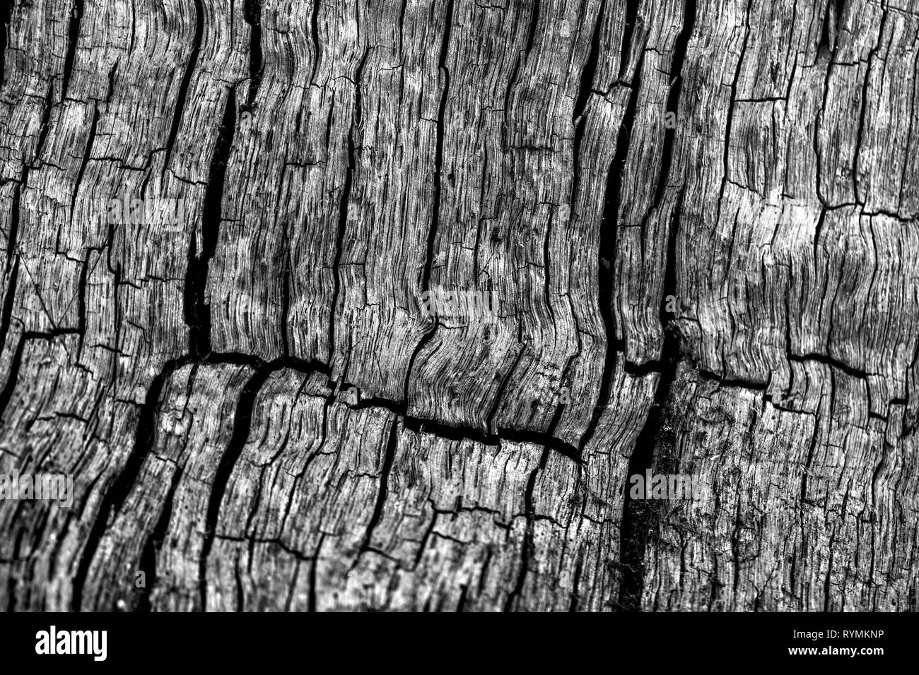 Strutture di corteccia, foresta Sababurg Urwald, Weser Uplands, Weserbergland, Hesse, Germania Foto Stock