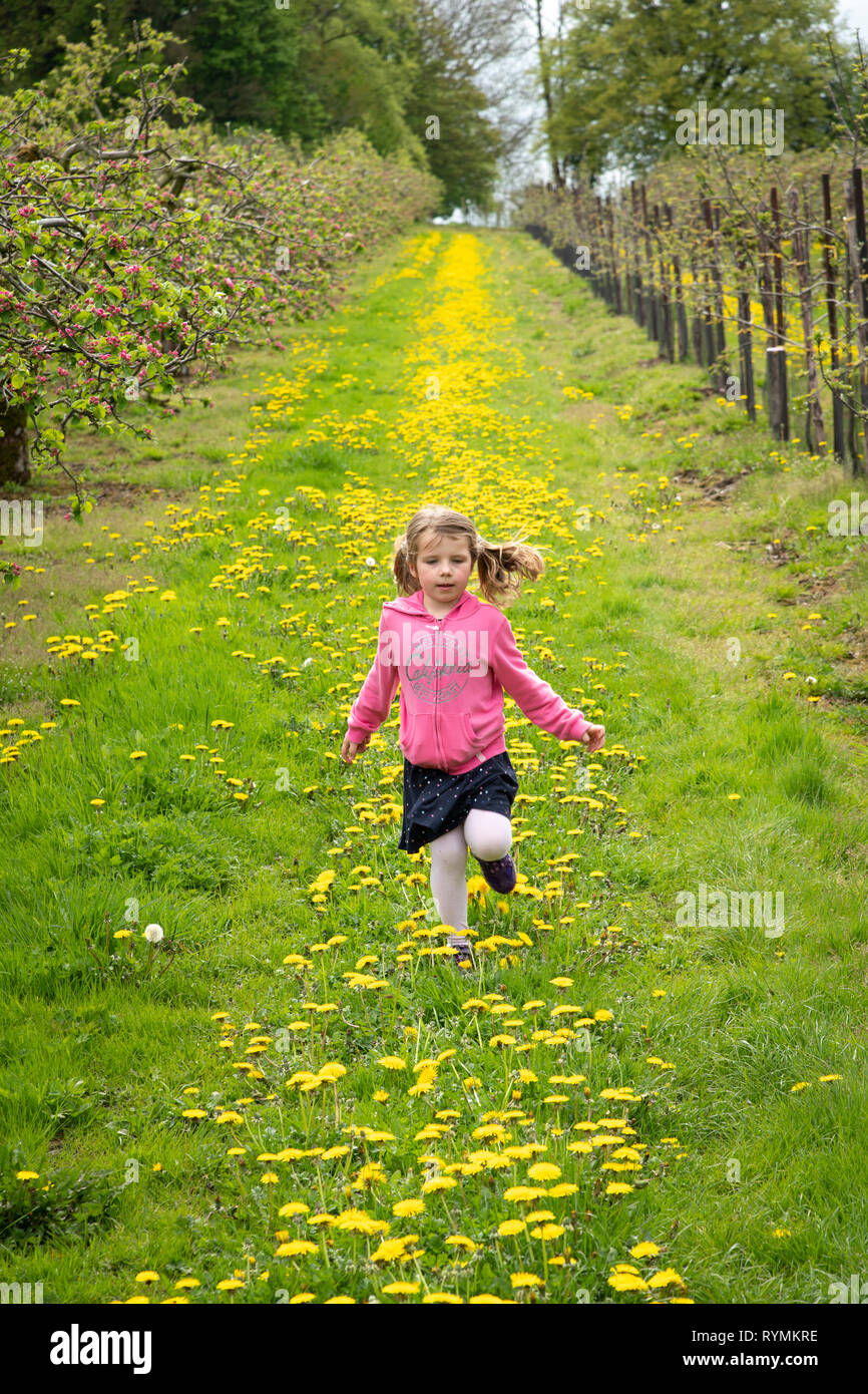 5 anno vecchia ragazza che corre attraverso il tarassaco Foto Stock