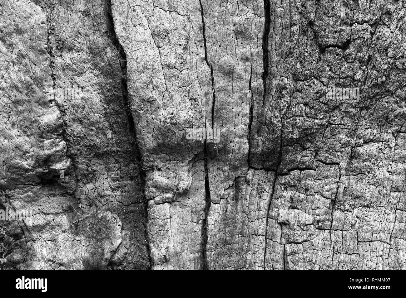 Strutture di corteccia, foresta Sababurg Urwald, Weser Uplands, Weserbergland, Hesse, Germania Foto Stock