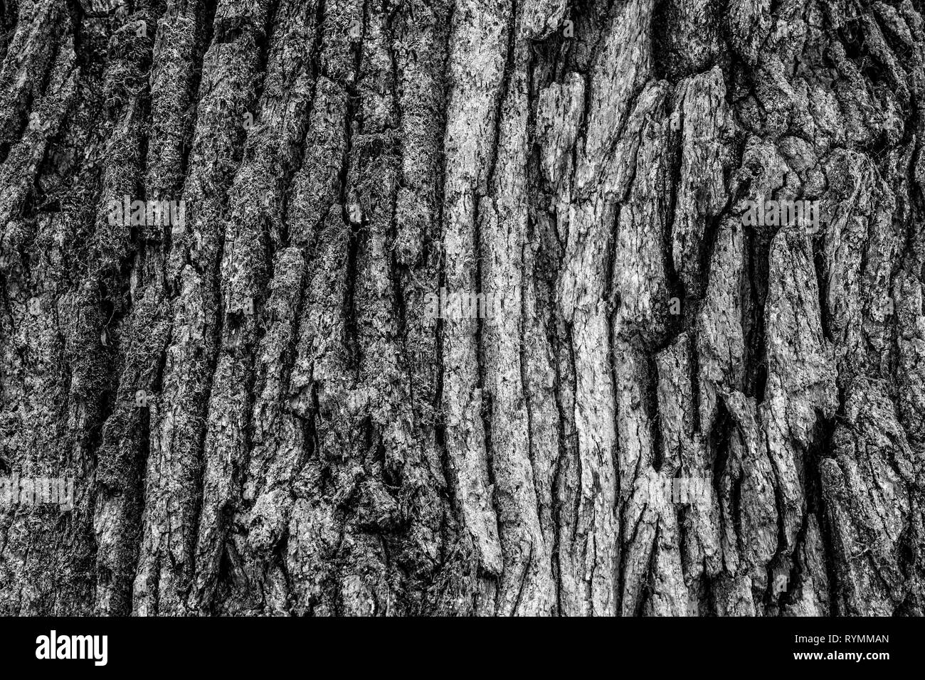 Strutture di corteccia, foresta Sababurg Urwald, Weser Uplands, Weserbergland, Hesse, Germania Foto Stock