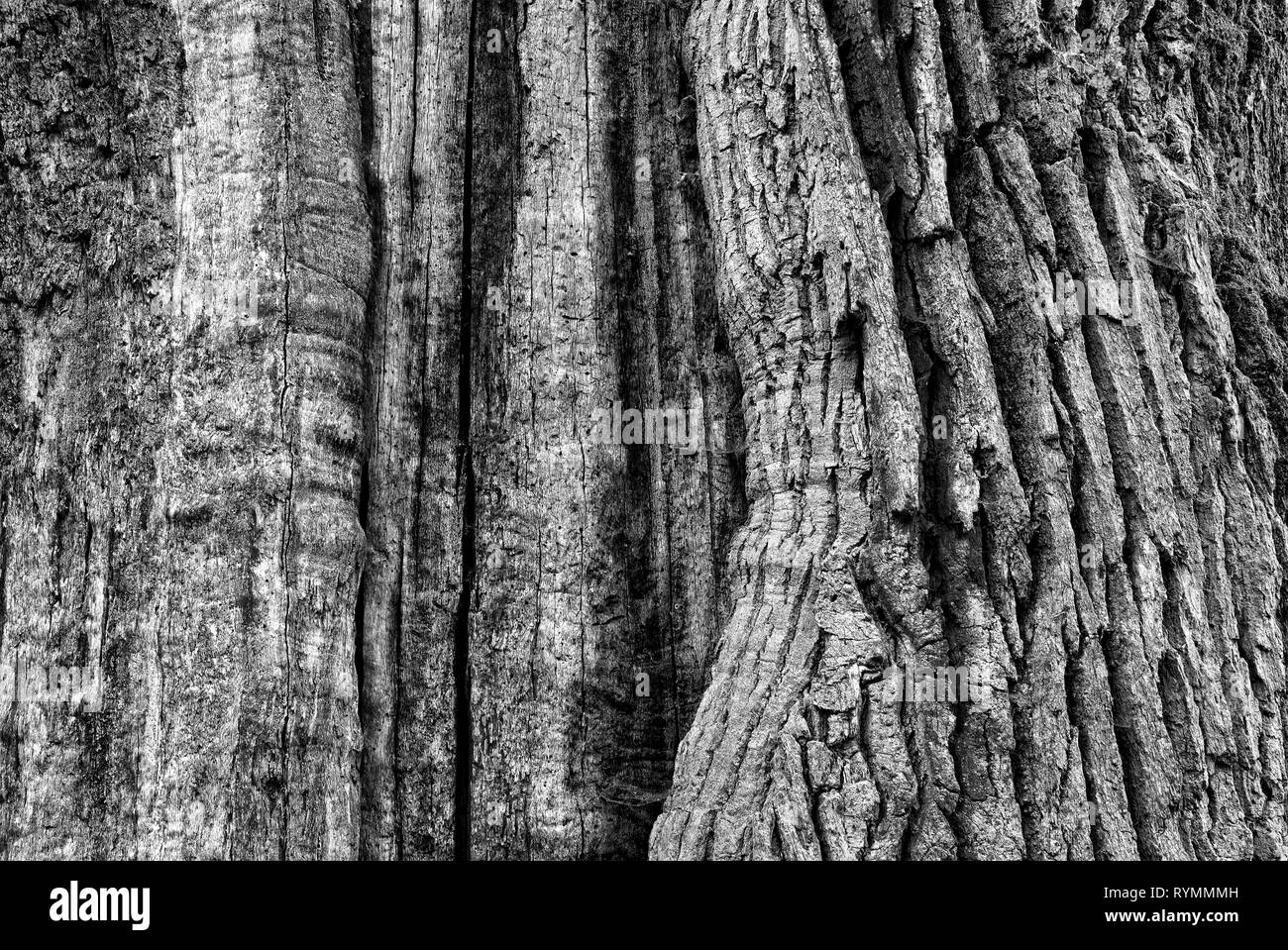 Strutture di corteccia, foresta Sababurg Urwald, Weser Uplands, Weserbergland, Hesse, Germania Foto Stock