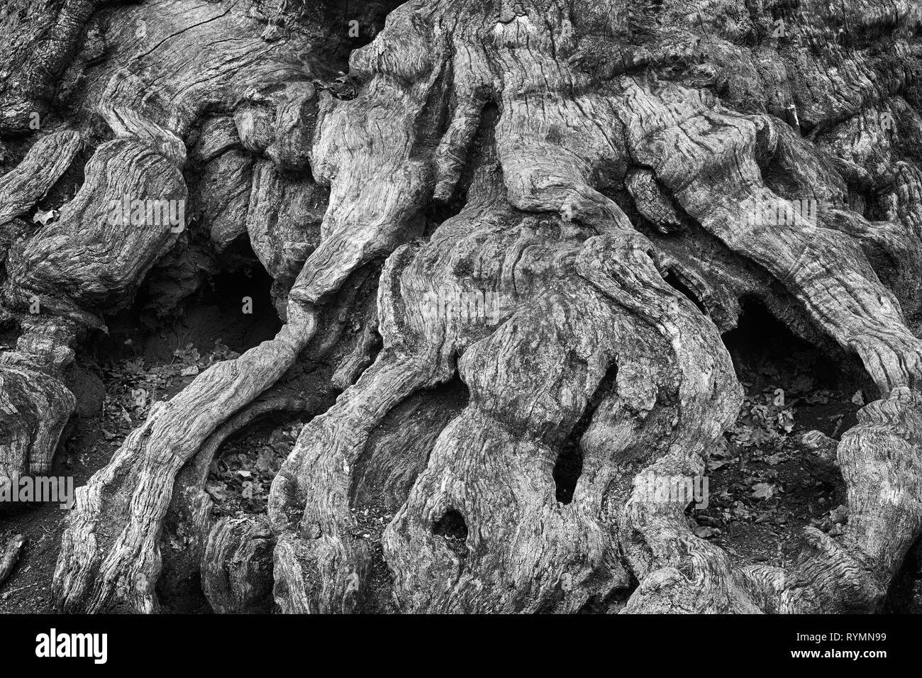 Strutture di corteccia, foresta Sababurg Urwald, Weser Uplands, Weserbergland, Hesse, Germania Foto Stock