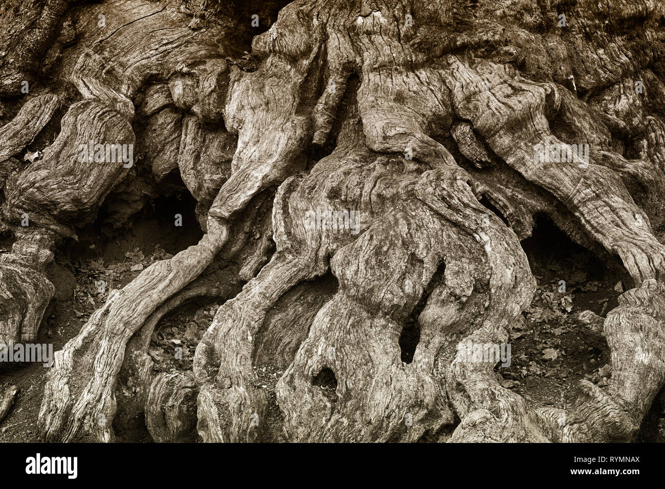 Strutture di corteccia, foresta Sababurg Urwald, Weser Uplands, Weserbergland, Hesse, Germania Foto Stock