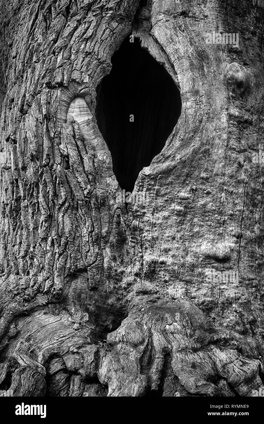 Strutture di corteccia, foresta Sababurg Urwald, Weser Uplands, Weserbergland, Hesse, Germania Foto Stock