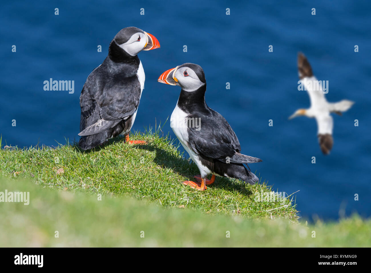 Due Atlantic pulcinelle di mare (Fratercula arctica) sul mare in cima alla scogliera e gannett vola nella colonia di uccelli marini, isole Shetland, Scotland, Regno Unito Foto Stock