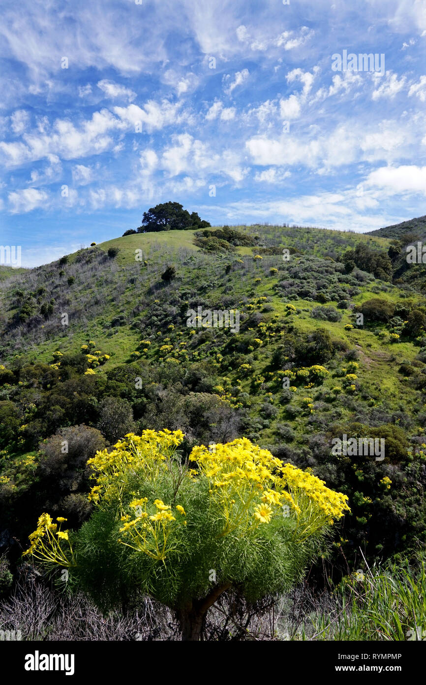 Isola di Santa Cruz, la più grande delle Isole del Canale della Manica al largo della costa di Ventura, California Domenica, 9 marzo 2019.(foto di Sandy Huffaker) Foto Stock