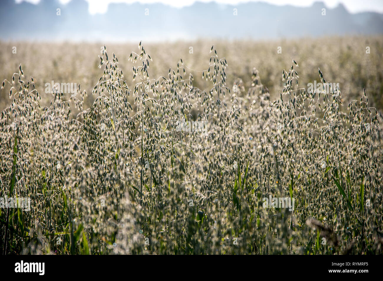 Background creato con una chiusura di un campo di cereali in Lettonia. La crescita di un prodotto naturale. La nebbia sui cereali fieldCereal è un grano usato per il cibo, per exa Foto Stock