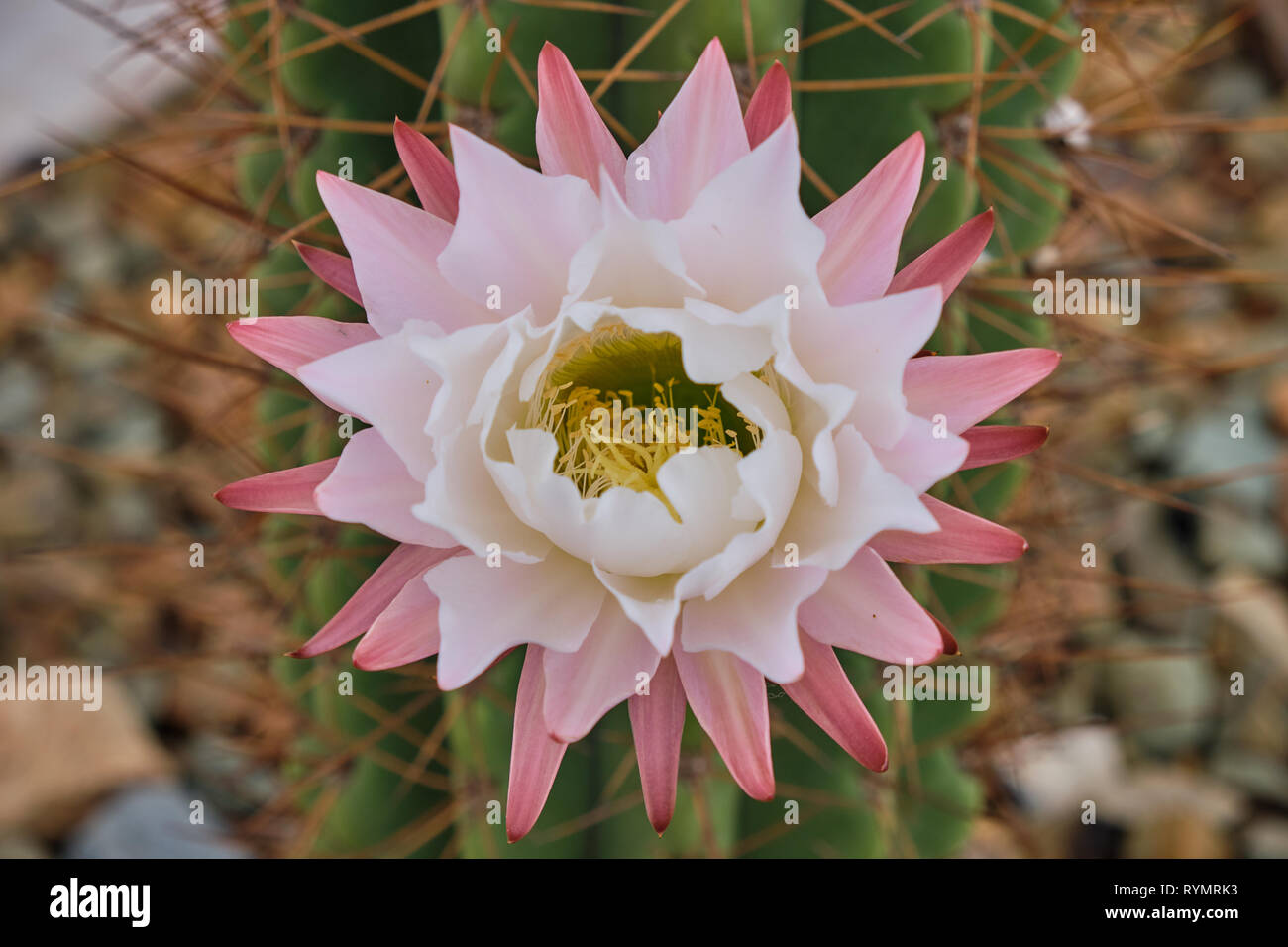 Bianco e rosa fiore di cactus in fiore, con sfondo sfocato di grandi cactus tronco, vista dritto Foto Stock