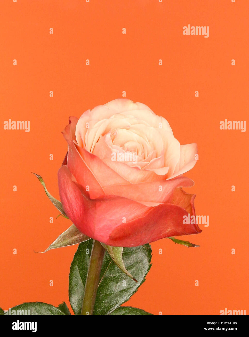Rosa e arancione rosa con un suggerimento di coralli viventi, su uno sfondo arancione. Foto Stock