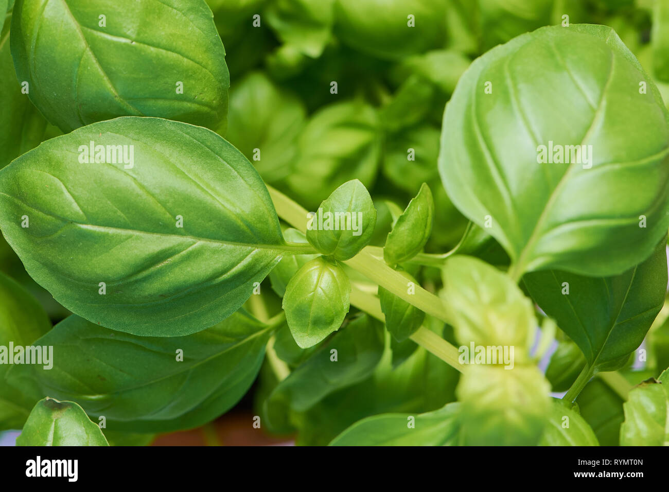 Chiudere fino a colori per foto su di foglie di basilico fresco Foto Stock