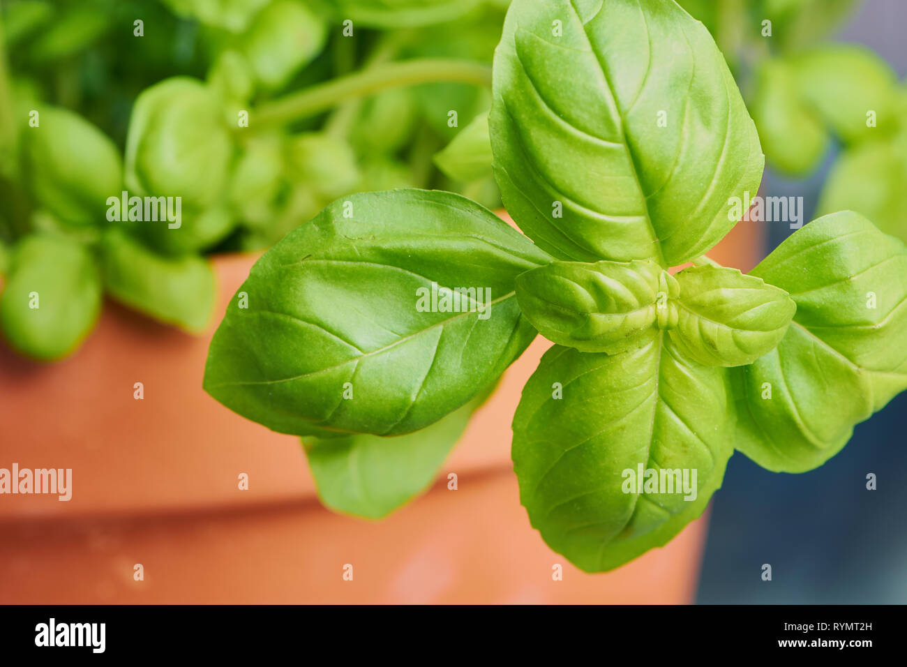 Chiudere fino a colori per foto di freschi il verde del basilico in un impianto pot Foto Stock