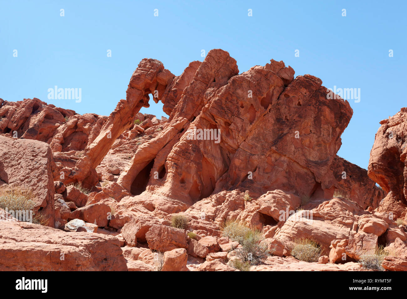 Elephant Rock, la Valle del Fuoco State Park, STATI UNITI D'AMERICA Foto Stock