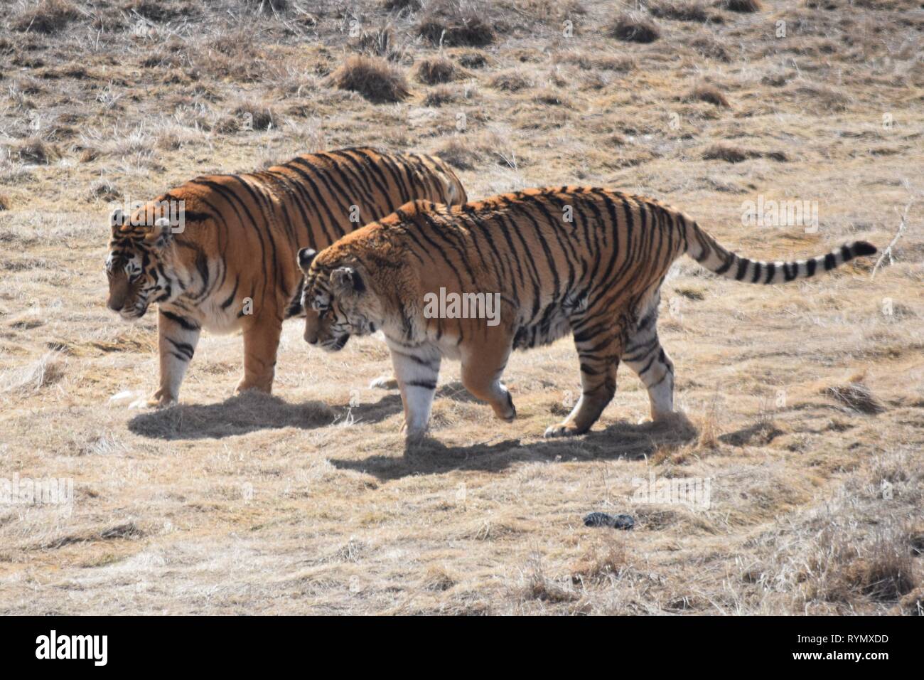Tigri al Wild Animal Santuario in Colorado Foto Stock