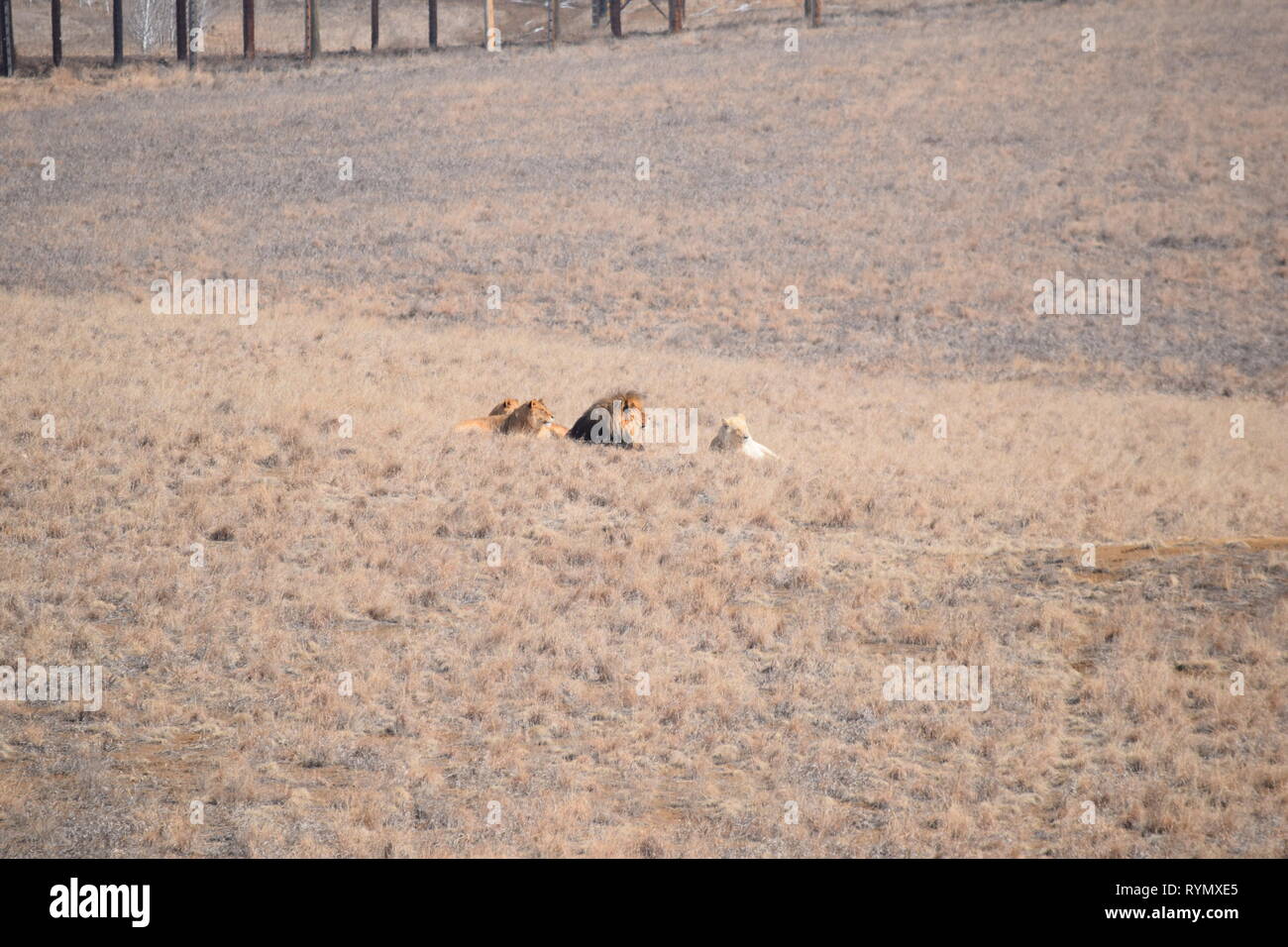 I Lions godetevi una bella giornata presso un santuario animale in Colorado Foto Stock