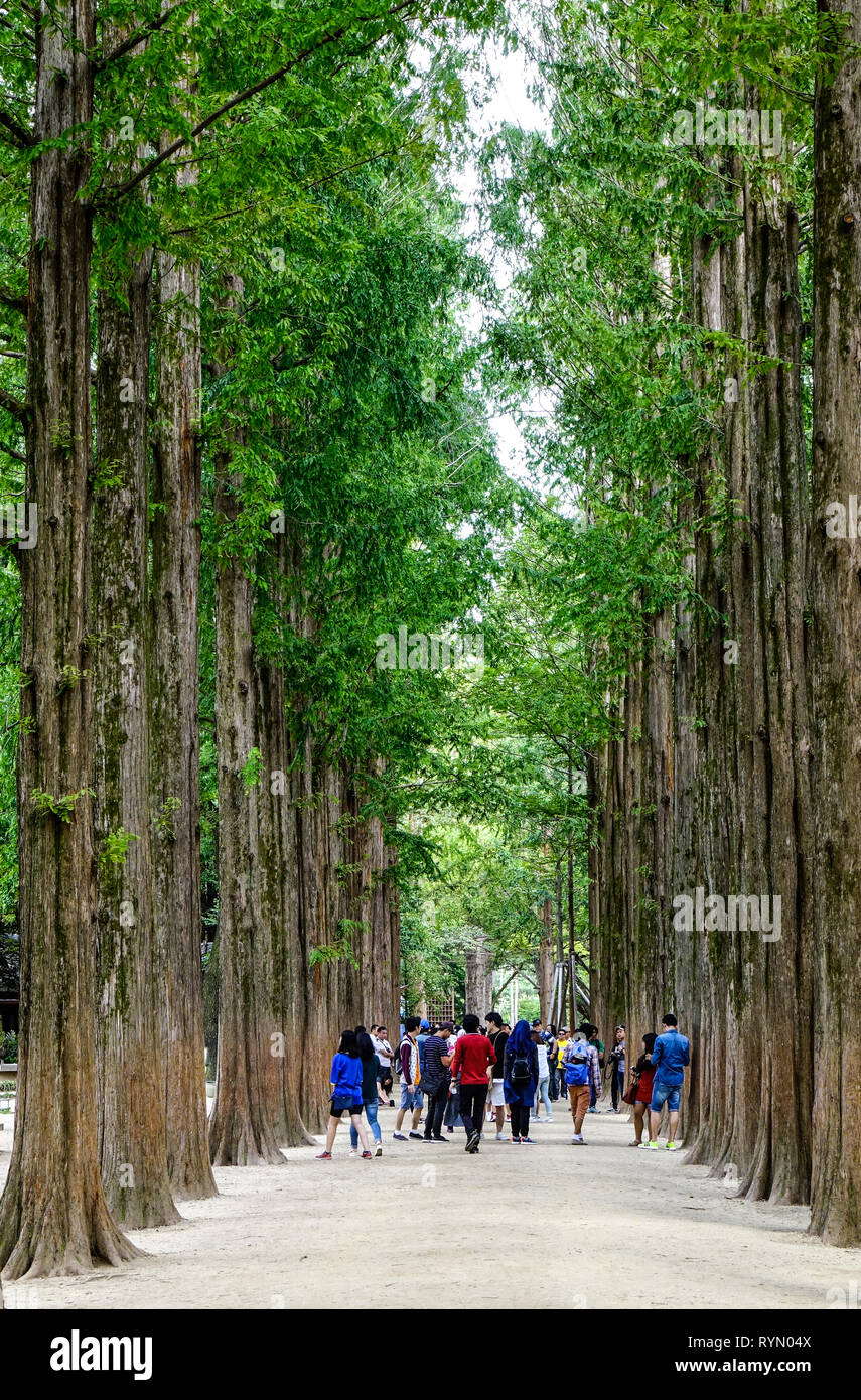 Nami, Corea del Sud - Febbraio 6, 2015. La gente a piedi il parco di alberi su Nami Island. Namiseom è uno dei più interessanti mete turistiche in S. Kor Foto Stock