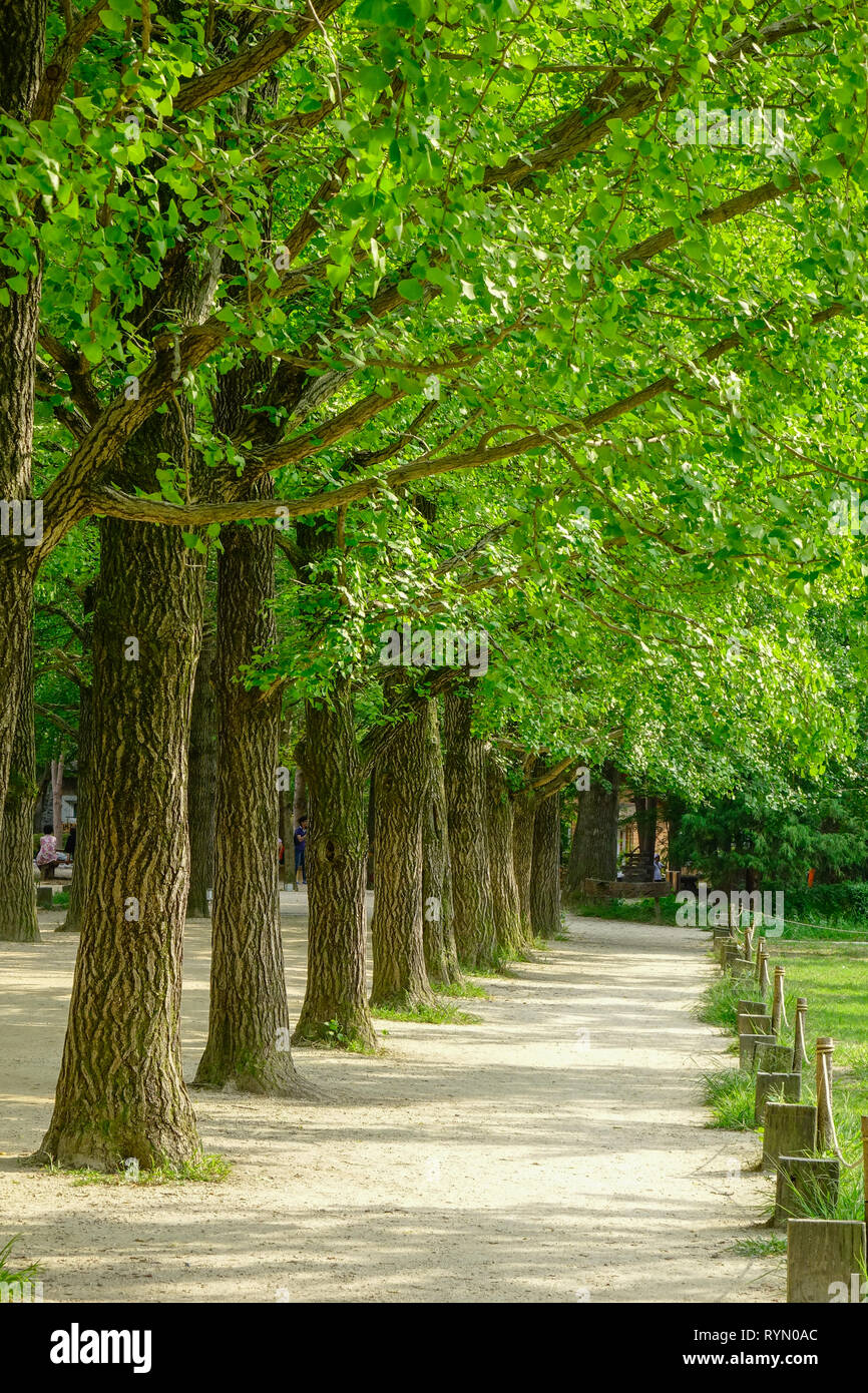 Verdi alberi nel parco di Namiseom (Nami Island), a sud di Corea. Foto Stock