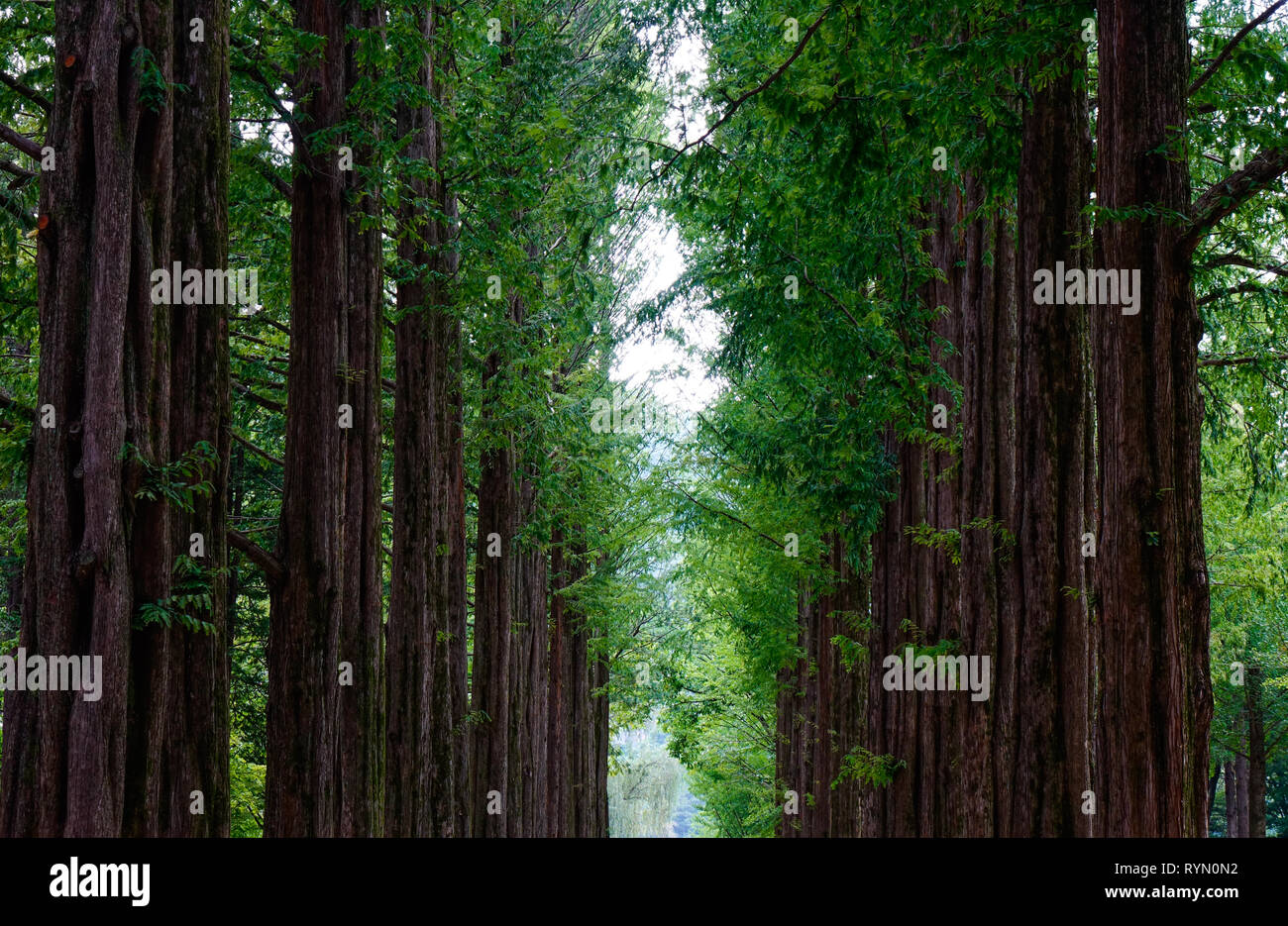 Verdi alberi nel parco di Namiseom (Nami Island), a sud di Corea. Foto Stock