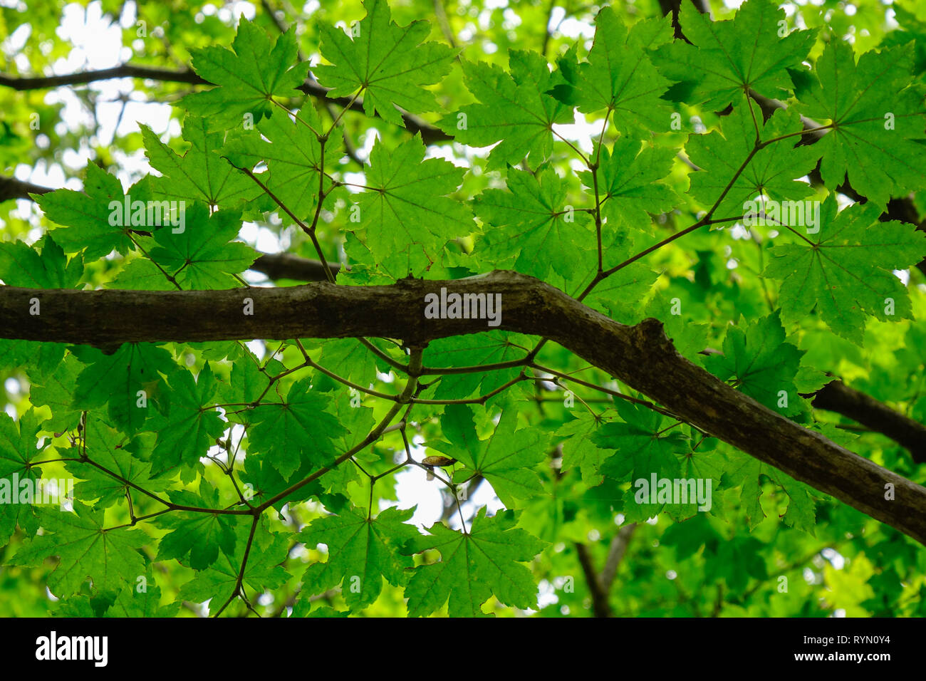 Verde di alberi di acero nel parco di Namiseom (Nami Island), a sud di Corea. Foto Stock