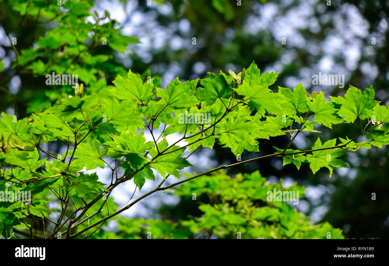 Verde di alberi di acero nel parco di Namiseom (Nami Island), a sud di Corea. Foto Stock