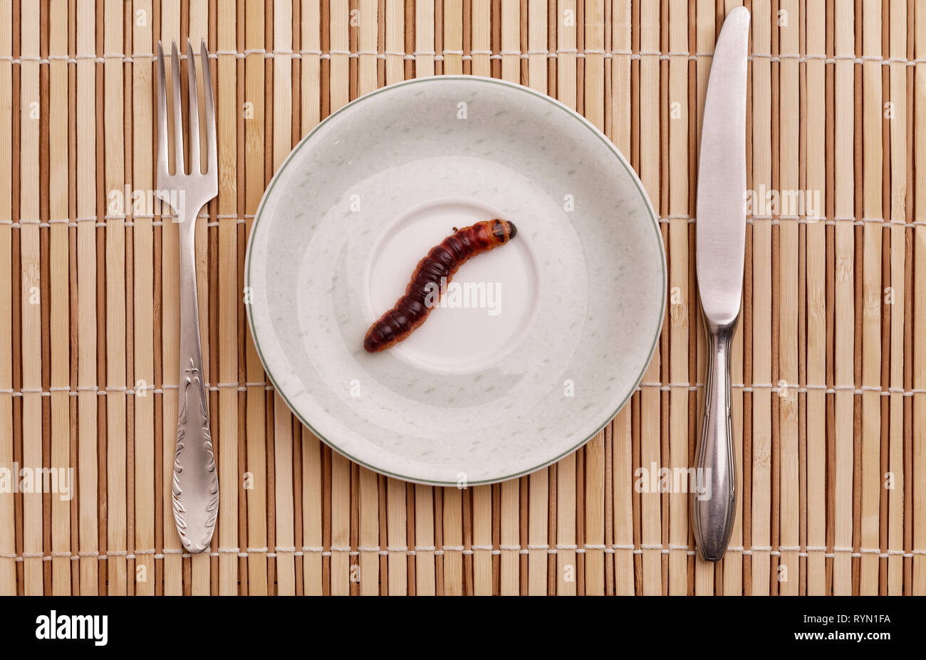 Falena di capra (Cossus cossus) caterpillar sulla piastra, food concept Foto Stock