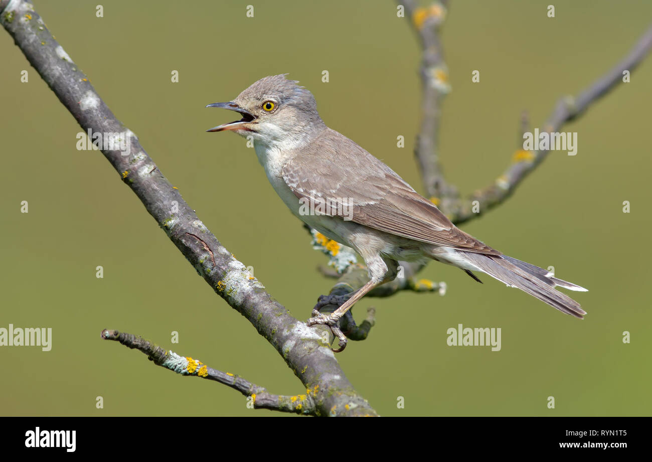 Bloccate trillo appollaiato sul ramo con becco aperto Foto Stock