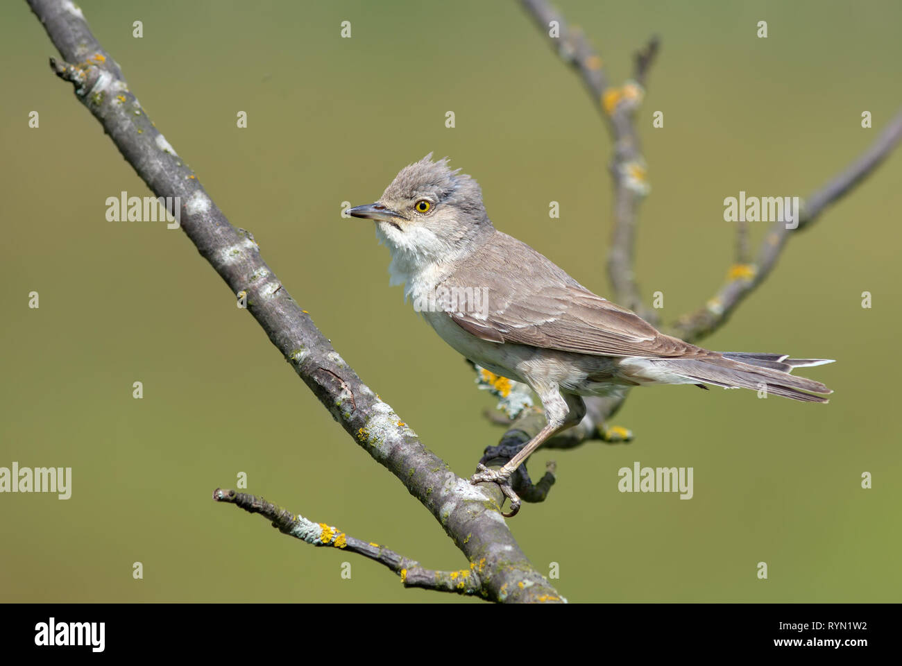 Bloccate trillo in posa su di un ramo secco Foto Stock