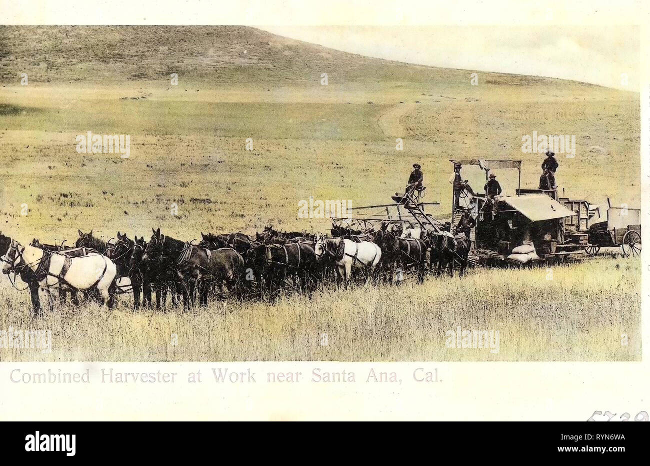 Il lavoro (attività), l'agricoltura in California, cavalli degli Stati Uniti, macchine da raccolta, Santa Ana, California, 1905, combinata Harvester a lavorare vicino a Santa Ana Foto Stock