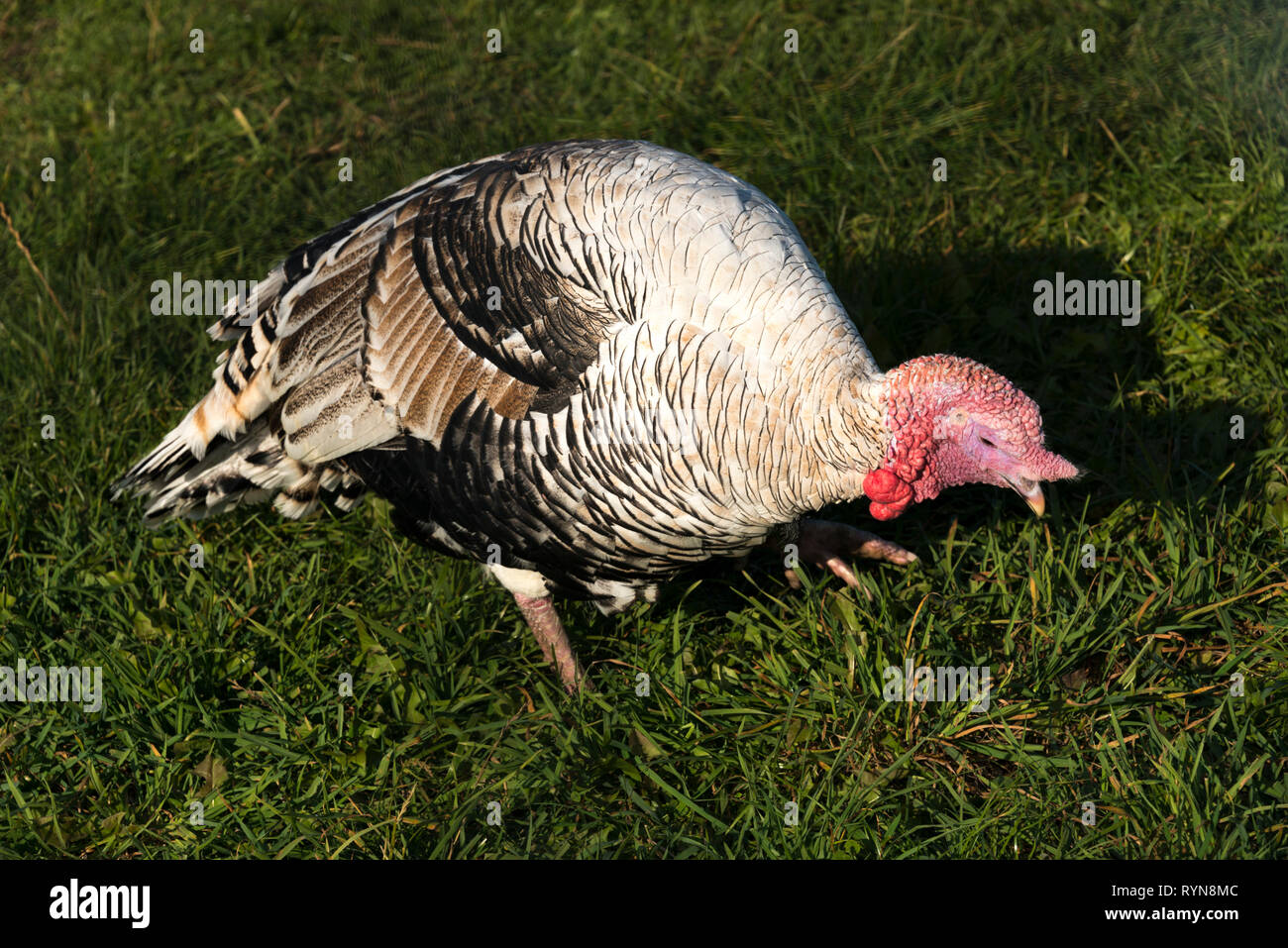 La Turchia domestico (Meleagris gallopavo) Foto Stock