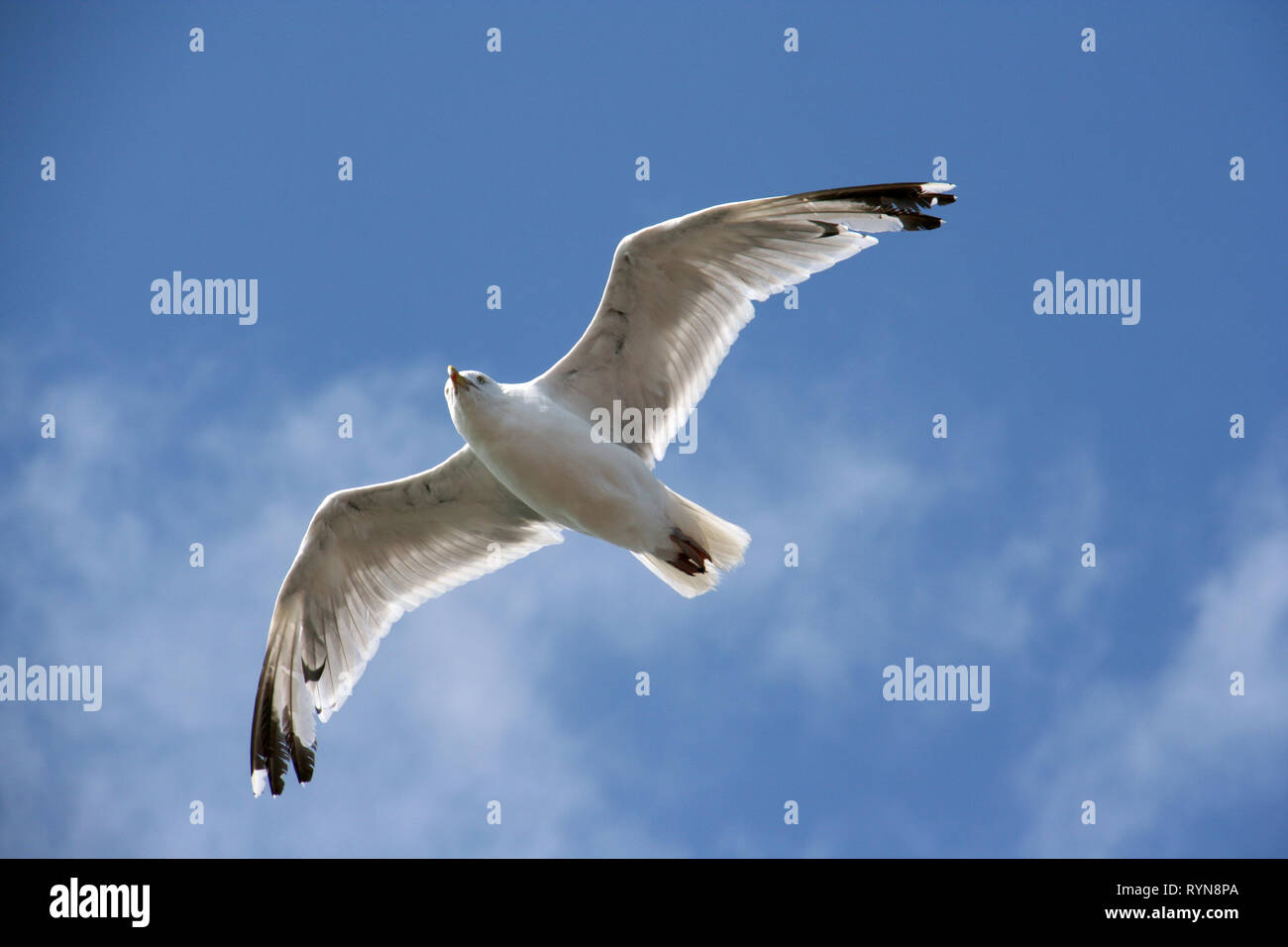 Uccello acquatico Foto Stock