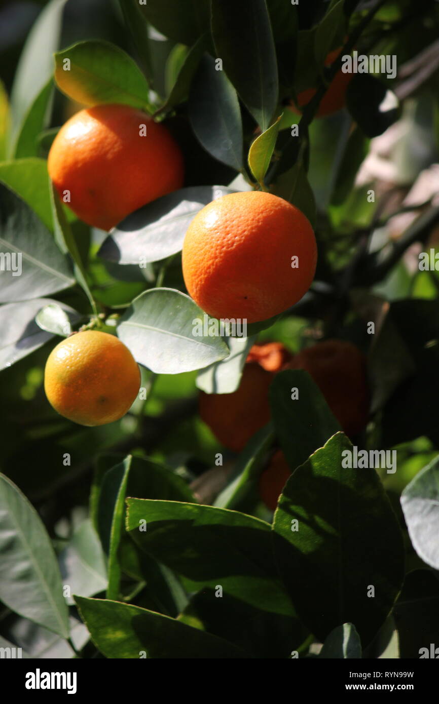 Calamondin, Citrus microcarpa, Citrofortunella microcarpa, Citrofortunella mitis, calamansi, citrus mitis Foto Stock